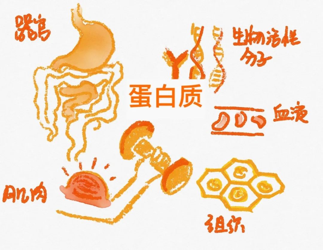 健身三大营养物质_健身营养补给_营养物质健身有哪些