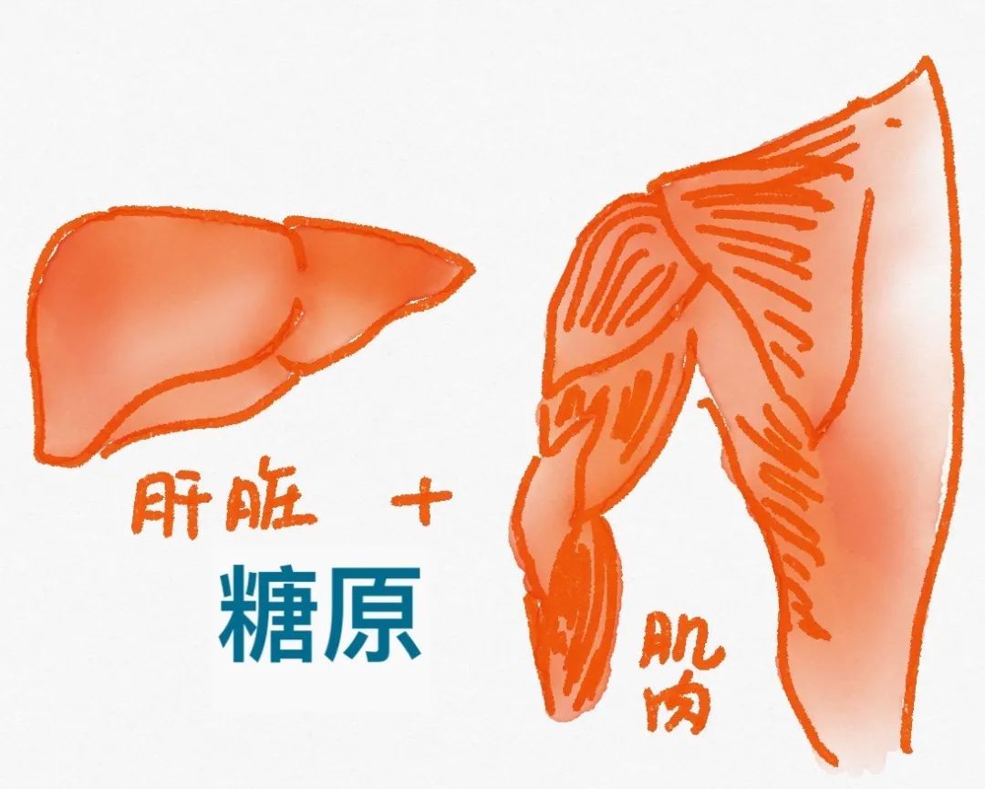 健身营养补给_健身三大营养物质_营养物质健身有哪些